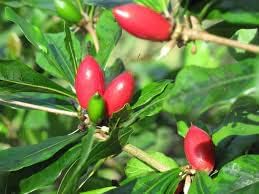 Miracle berry Synsepalum dulcificum seeds for unique garden